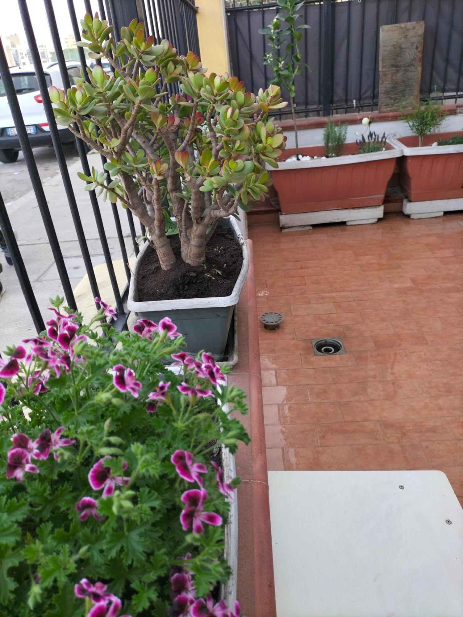 Ciuridda Mia Apartment Palermo Ngoại thất bức ảnh